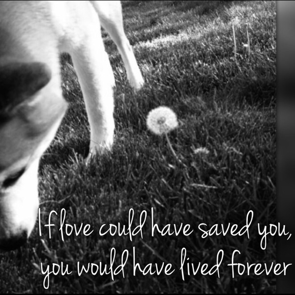 Meet your posher - Picture 5 of 5